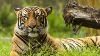 Tiger grass log tree fence - a tiger free wallpaper