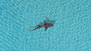 Shark shadow water pool photorealism - damien hirst free wallpaper