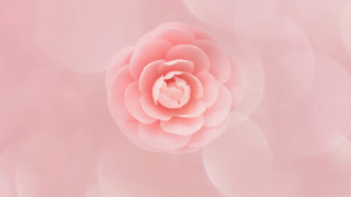 Pink flower white center blurry - a white center free wallpaper