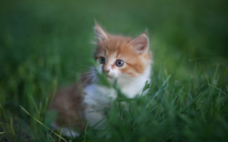 Curious kitten grass blue eyes - a small kitten free wallpaper