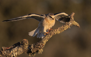 Bird perched wings spread landing - animal photography free wallpaper