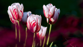 Pink white flowers garden purple - dirck van der lisse free wallpaper