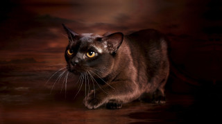 Cat large yellow eyes dark - animal free wallpaper