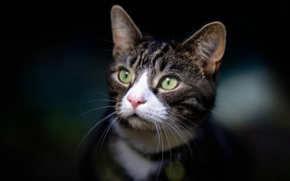 Black cat green eyes portrait 2 - a black background and a blurry background behind free wallpaper