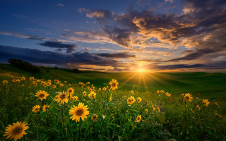 Sunflowers sunset clouds field nature - a field of sunflowers free wallpaper