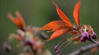 Flower closeup blurry background macro 10 - a blurry background of leaves free wallpaper