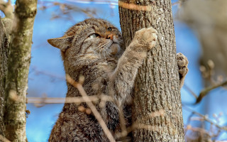 Cat climbing tree hugging hand - sharp claw free wallpaper
