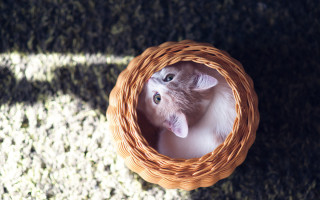 Cat basket cherry blossoms wide - assemblage free wallpaper