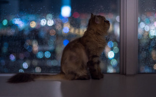Cat window night city lights - a window sill free wallpaper