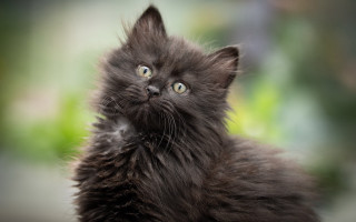 Black kitten surprised eyes up - look free wallpaper for desktop