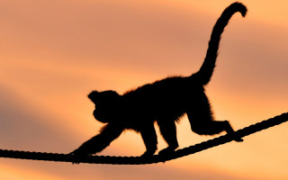 Monkey walking wire sunset tails - a wire free wallpaper