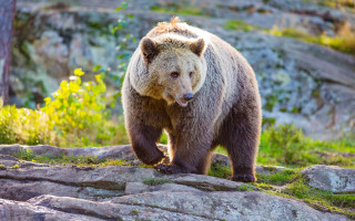 Brown bear rocky hillside autumn - primitivism free wallpaper
