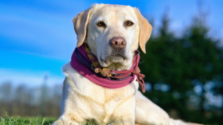 Dog pinkcollar grass trees sky - a pink collar free wallpaper
