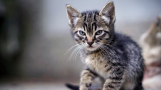 Kitten cement tiltshift blurry focus - one paw free wallpaper