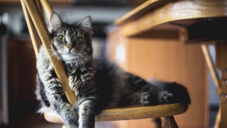 Cat glamor pose wooden furniture 2 - a wooden table free wallpaper