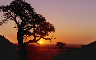 Tree sunset bare branch lake - sunrise free wallpaper