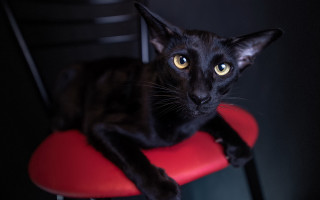 Black cat red chair serious - a black cat free wallpaper