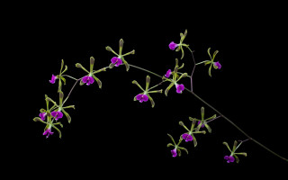 Purple flowers branch black background - a branch free wallpaper