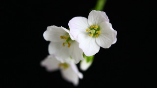 White flowers green stem macro - a green stem in the foreground free wallpaper