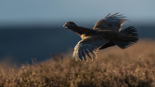 Bird flying over field water - tall free wallpaper