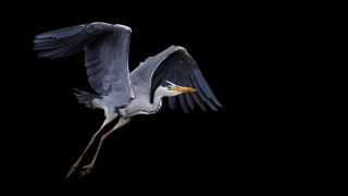 Flying bird wings open beak - a photorealistic painting free wallpaper