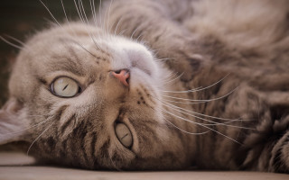 Cat back eyeswide paw ground - its eye wide open free wallpaper
