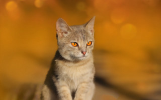 Orange cat eyes table rayonism - a blurry background behind free wallpaper for desktop