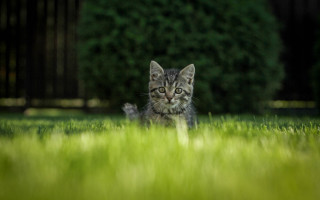 Kitten curious grass tiltshift nature - a small kitten free wallpaper
