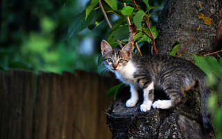 Cat stump yard fence tree - environmental art free wallpaper for desktop