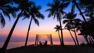 Beach sunset palm trees ocean - a man sitting free wallpaper