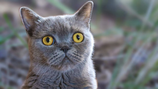 Yellow eyes cat blurry background - a blurry background of grass and bushes free wallpaper