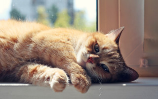 Cat window sill sunny day - sunny day free wallpaper