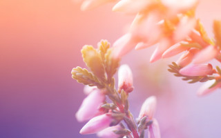 Flower tiltshift softcolors twilight sunset - a blurry background of the flowers free wallpaper