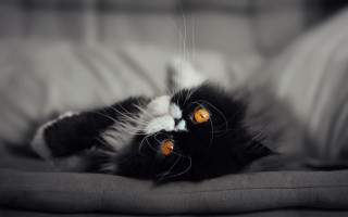 Black white cat bed rococo - back leg free wallpaper