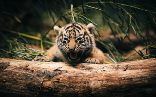 Tiger cub yawning log forest - wide free wallpaper