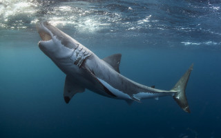 Great white shark camera back - its back end free wallpaper