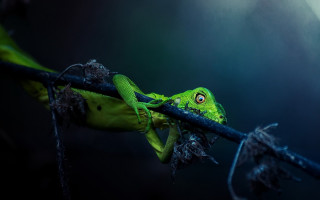 Green frog branch moon art - a green frog free wallpaper