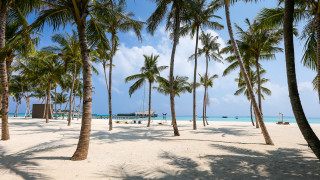 Beach palm trees pier blue - palm tree free wallpaper