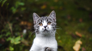 Cat surprised grass bush bokeh - the grass free wallpaper