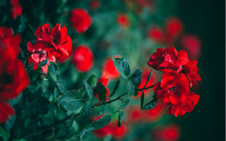 Red flower garden neo romantic - a red flower free wallpaper