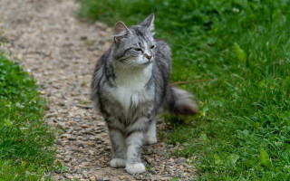 Cat walking gravel road flower - a gravel road next free wallpaper