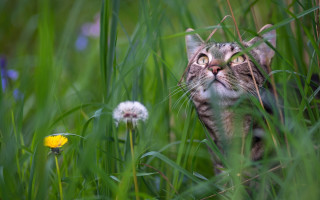 Cat sky grass dandelion nature - animal free wallpaper