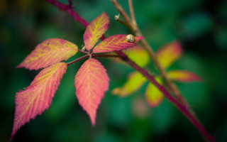Branch red leaf green background - a blurry background of leaves free wallpaper