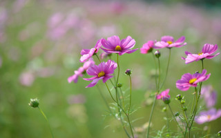 Purple flowers bokeh macro lily - chang daichien free wallpaper