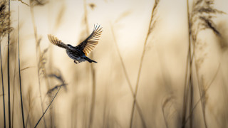 Bird flying over field wings - tall grass free wallpaper