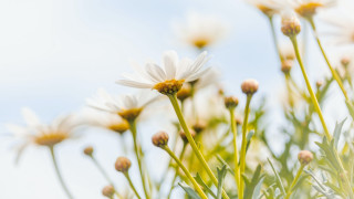 White flowers autumn bamboo blurry - white flower free wallpaper