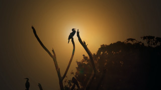 Bird branch sunset nature silhouette - a bird free wallpaper for desktop