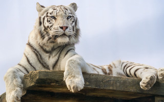 White tiger wooden structure animal - a white tiger free wallpaper