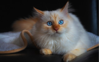 White cat blue eyes black 6 - a black surface free wallpaper