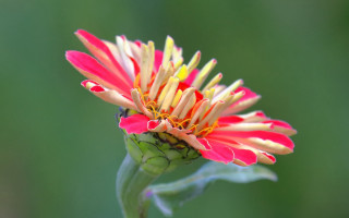 Red flower yellow stamens green - a red flower free wallpaper